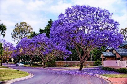 jacaranda mimoso jacaranda mimosifolia comprar sementes