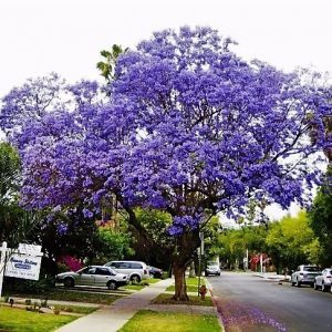 jacaranda mimoso jacaranda mimosifolia comprar sementes1