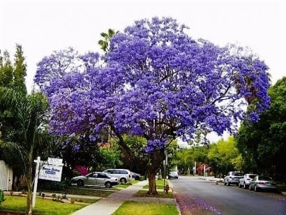 jacaranda mimoso jacaranda mimosifolia comprar sementes1