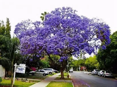 jacaranda mimoso jacaranda mimosifolia comprar sementes1