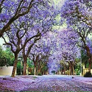 jacaranda mimoso jacaranda mimosifolia comprar sementes2