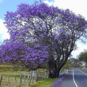 jacaranda mimoso jacaranda mimosifolia comprar sementes3