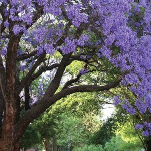 jacaranda mimoso jacaranda mimosifolia comprar sementes4