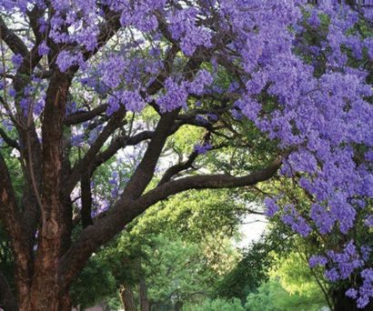 jacaranda mimoso jacaranda mimosifolia comprar sementes4