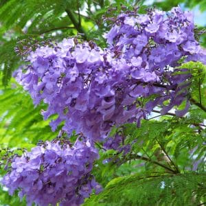 jacaranda mimoso jacaranda mimosifolia comprar sementes5