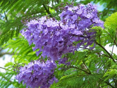 jacaranda mimoso jacaranda mimosifolia comprar sementes5