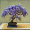 jacaranda mimoso jacaranda mimosifolia comprar sementes6