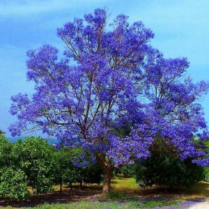 jacaranda mimoso jacaranda mimosifolia comprar sementes7