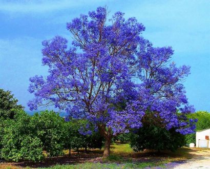 jacaranda mimoso jacaranda mimosifolia comprar sementes7