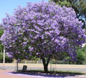 jacaranda mimoso jacaranda mimosifolia comprar sementes8