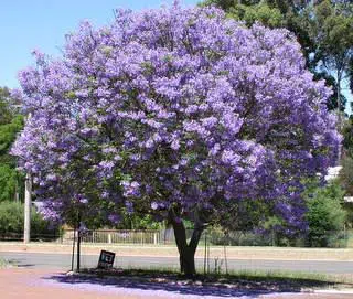 jacaranda mimoso jacaranda mimosifolia comprar sementes8