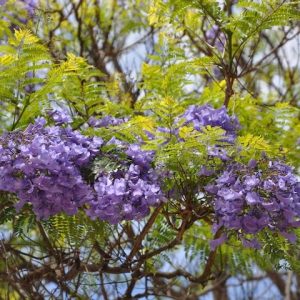 jacaranda mimoso jacaranda mimosifolia comprar sementes9