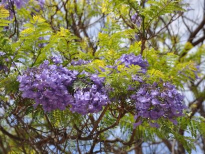 jacaranda mimoso jacaranda mimosifolia comprar sementes9