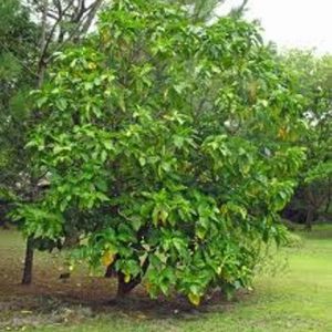 noni morinda citrifolia comprar semente arvore frutifera