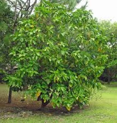 noni morinda citrifolia comprar semente arvore frutifera