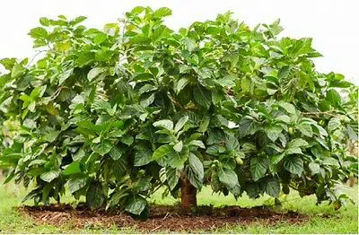noni morinda citrifolia comprar semente arvore frutifera1