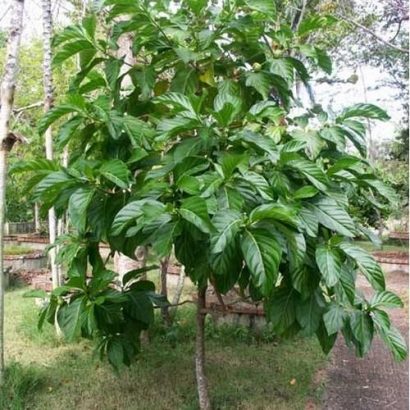 noni morinda citrifolia comprar semente arvore frutifera3