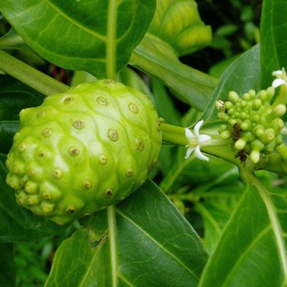 noni morinda citrifolia comprar semente arvore frutifera4