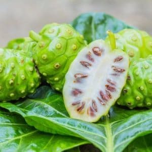 noni morinda citrifolia comprar semente arvore frutifera6 1