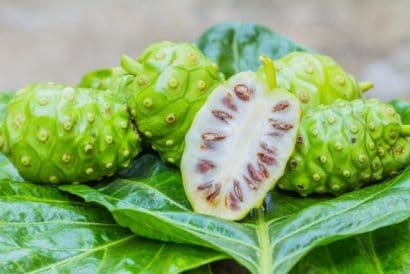 noni morinda citrifolia comprar semente arvore frutifera6 1