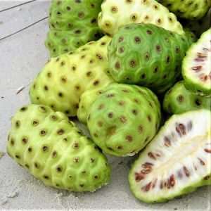 noni morinda citrifolia comprar semente arvore frutifera7