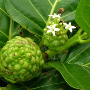 noni morinda citrifolia comprar semente arvore frutifera8 scaled