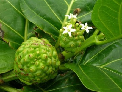 noni morinda citrifolia comprar semente arvore frutifera8 scaled