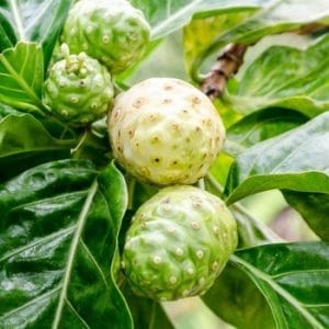 noni morinda citrifolia comprar semente arvore frutifera9