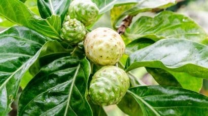 noni morinda citrifolia comprar semente arvore frutifera9