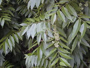 cedro australiano mogno indiano toona ciliata2