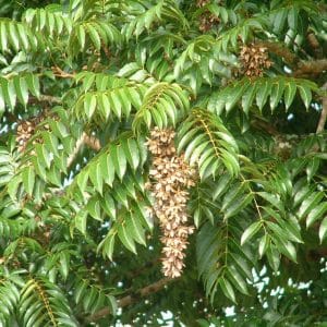 cedro australiano mogno indiano toona ciliata3