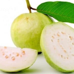 goiaba branca psidium guajava