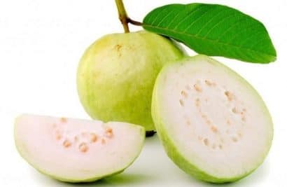 goiaba branca psidium guajava