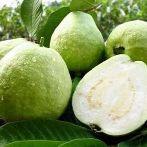 goiaba branca psidium guajava1