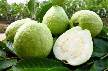 goiaba branca psidium guajava1