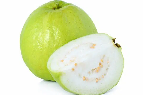 goiaba branca psidium guajava2