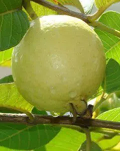 goiaba branca psidium guajava3