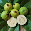 goiaba branca psidium guajava4