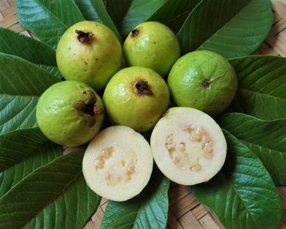 goiaba branca psidium guajava4