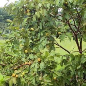 goiaba branca psidium guajava5