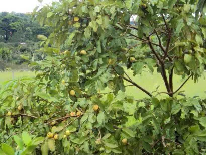 goiaba branca psidium guajava5