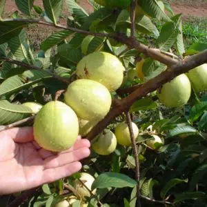 goiaba branca psidium guajava6