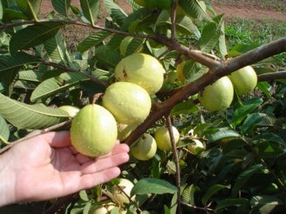 goiaba branca psidium guajava6