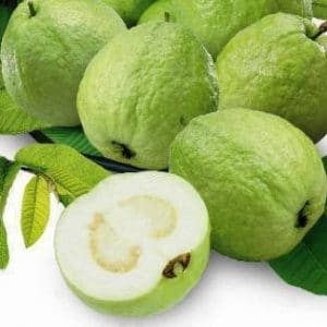 goiaba branca psidium guajava8