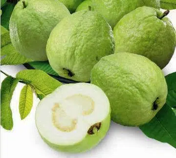 goiaba branca psidium guajava8