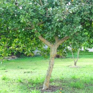 goiaba branca psidium guajava9