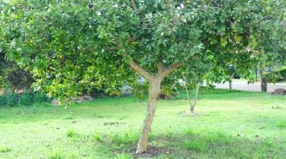 goiaba branca psidium guajava9