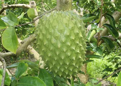 graviola