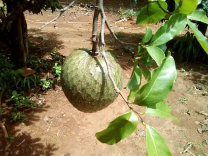 graviola2