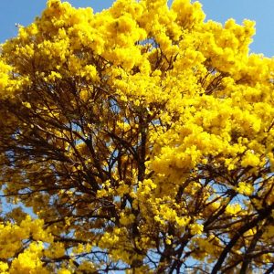 Sementes de Ipe Amarelo Serrado - so Flor Sementes